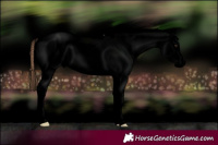 Horse Color:Void Classic Champagne Appaloosa 