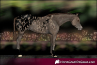 Horse Color:Void Classic Champagne Blanket 