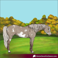 Horse Color:White Spotted Silver Grullo Frame