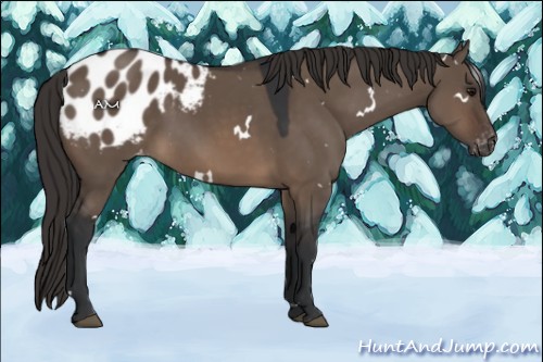 Horse Color:White Spotted Brown Dun Blanket