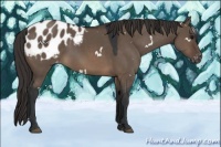 Horse Color:White Spotted Brown Dun Appaloosa 