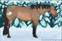 Horse Color:White Spotted Brown Dun