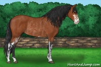 Horse Color:Bay Sabino Rabicano  and Bay Sabino Rabicano 