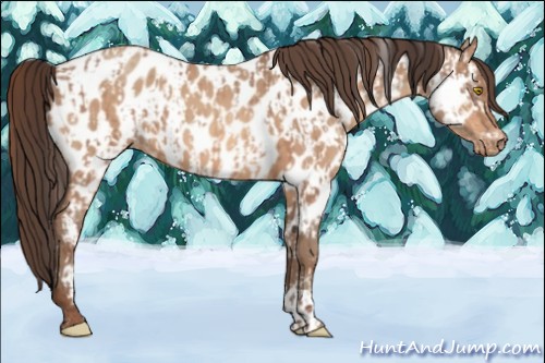 Horse Color:Amber Champagne Appaloosa  and Amber Champagne Appaloosa 