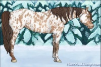 Horse Color:Amber Champagne Appaloosa  and Amber Champagne Appaloosa 