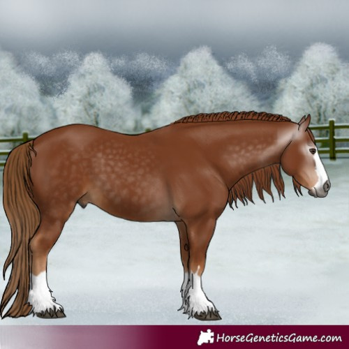 Horse Color:Gray Chestnut 