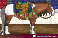 Horse Color:Bay Splash Appaloosa