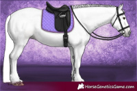 Horse Color:Gray Chestnut 