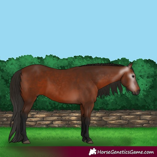 Horse Color:Gray Bay 