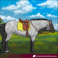 Horse Color:Blue Roan Rabicano 
