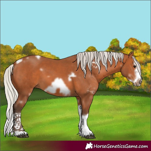 Horse Color:White Spotted Silver Bay Splash Frame