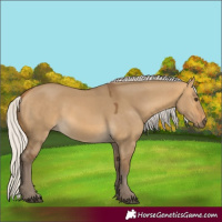 Horse Color:Silver Buckskin Dun Rabicano