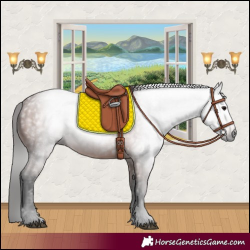 Horse Color:Gray Bay 