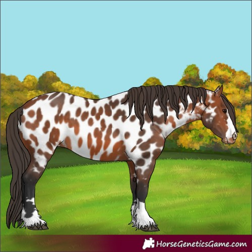 Horse Color:Bay Near Leopard 
