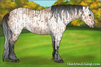 Horse Color:Bay Dun  and Gray Bay Dun 