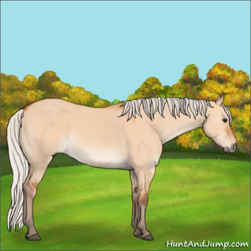 Horse Color:Silver Bay Dun 