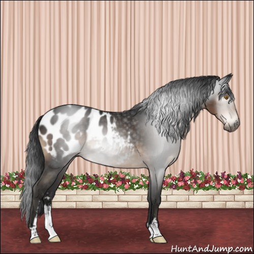 Horse Color:Gray Brown Sabino Blanket