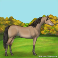 Horse Color:Bay Dun