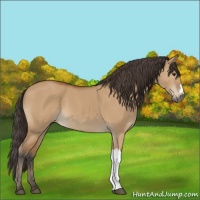 Horse Color:Bay Dun