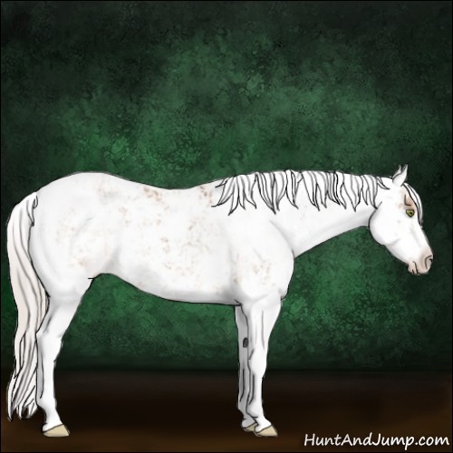 Horse Color:Silver Brown Dun Sabino 