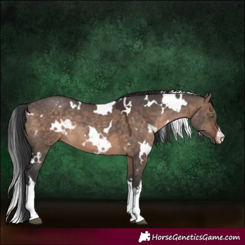 Horse Color:White Spotted Brown Dun 