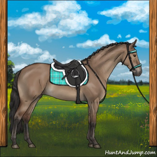 Horse Color:Bay Dun 