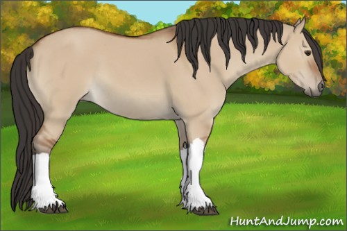 Horse Color:Bay Dun