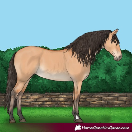 Horse Color:Bay Dun