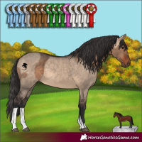 Horse Color:Brown Dun  and Brown Dun 
