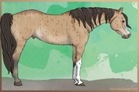 Horse Color:Bay Dun Brindle 