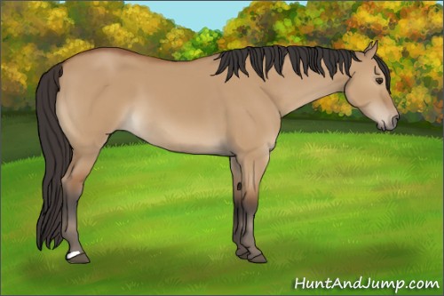 Horse Color:Bay Dun 