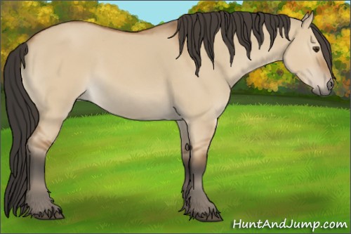 Horse Color:Bay Dun