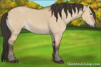 Horse Color:Bay Dun