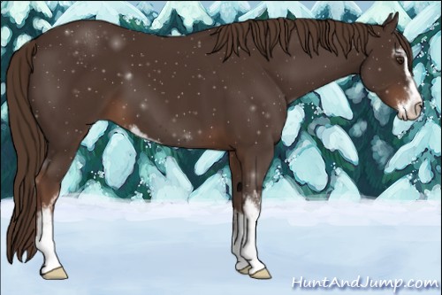 Horse Color:Liver Chestnut Sabino