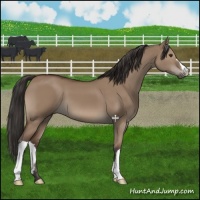 Horse Color:Bay Dun 