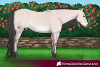 Horse Color:Platinum Bay Dun 