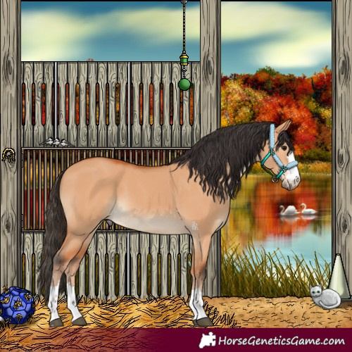 Horse Color:Bay Dun 