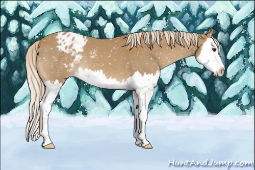 Horse Color:Chestnut Splash Appaloosa 