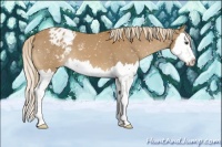 Horse Color:Chestnut Splash Appaloosa 