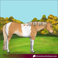 Horse Color:Palomino Tobiano 