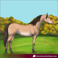 Horse Color:Bay Dun