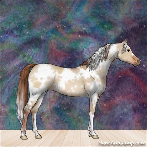 Horse Color:White Spotted Red Dun 