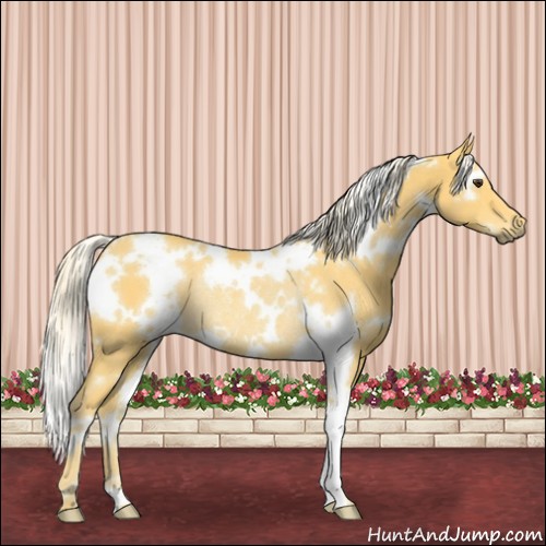 Horse Color:White Spotted Palomino Rabicano 