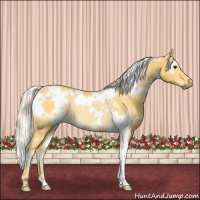 Horse Color:White Spotted Palomino Rabicano