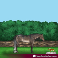 Horse Color:White Spotted Bay Dun Brindle 