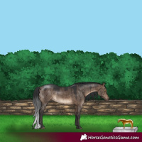 Horse Color:White Spotted Bay Dun Brindle 