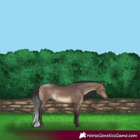 Horse Color:Bay Dun 