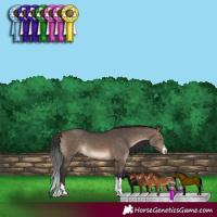 Horse Color:Bay Dun 