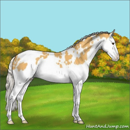 Horse Color:White Spotted Palomino Splash Appaloosa 