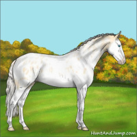 Horse Color:White Spotted Palomino Pearl Splash Appaloosa 